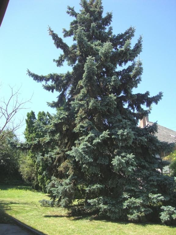 Gyöngyvirág Vendégház Apartamento Balatonboglár Exterior foto